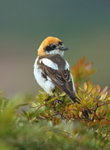 Pie-grièche à tête rousse - Aurélien Audevard LPO PACA